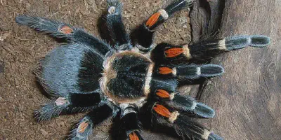/img/17807-tarantula-humidity.webp