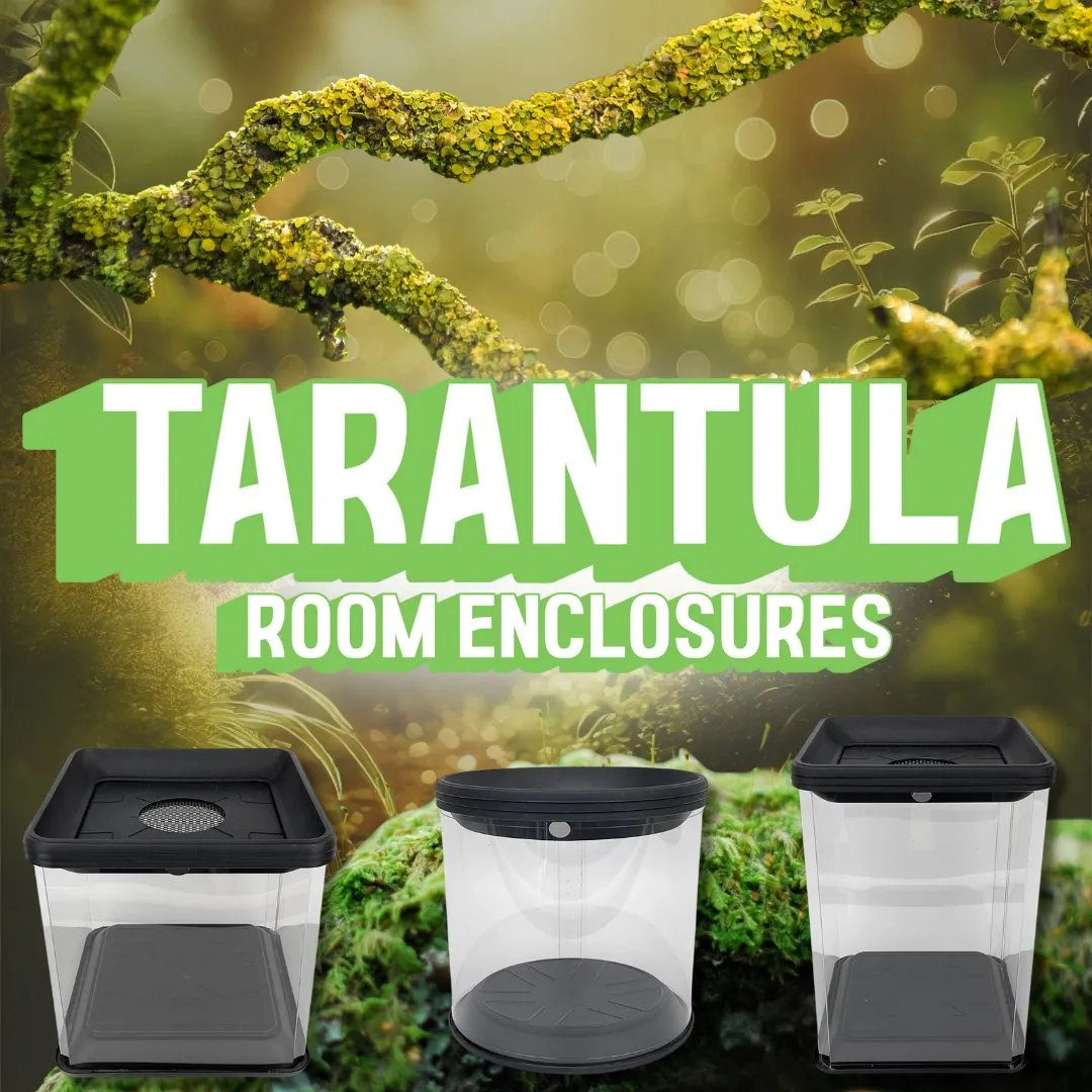 17807 tarantula substrate