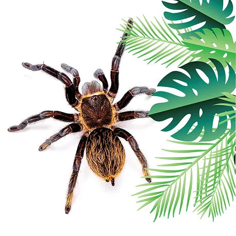 17810 chilean rose tarantula alive