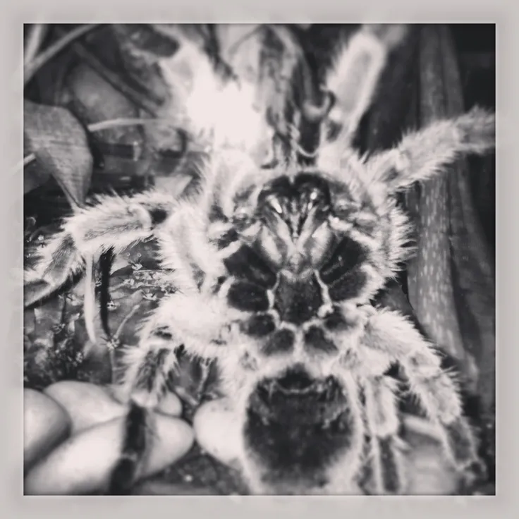 17810 chilean rose tarantula dead
