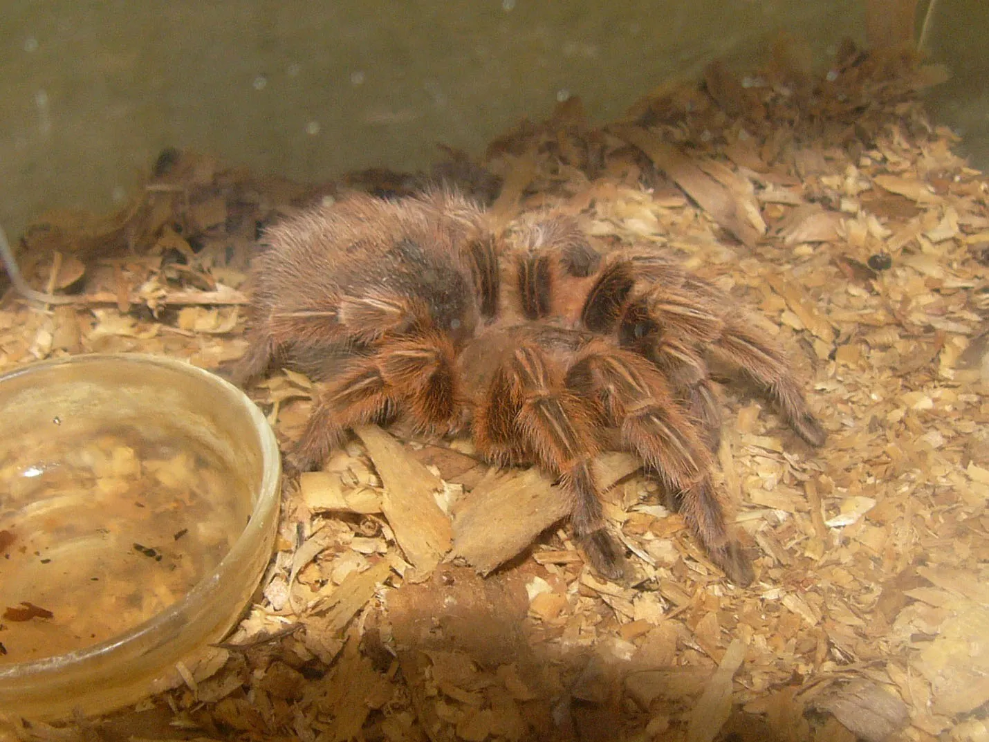 17810 tarantula enclosure