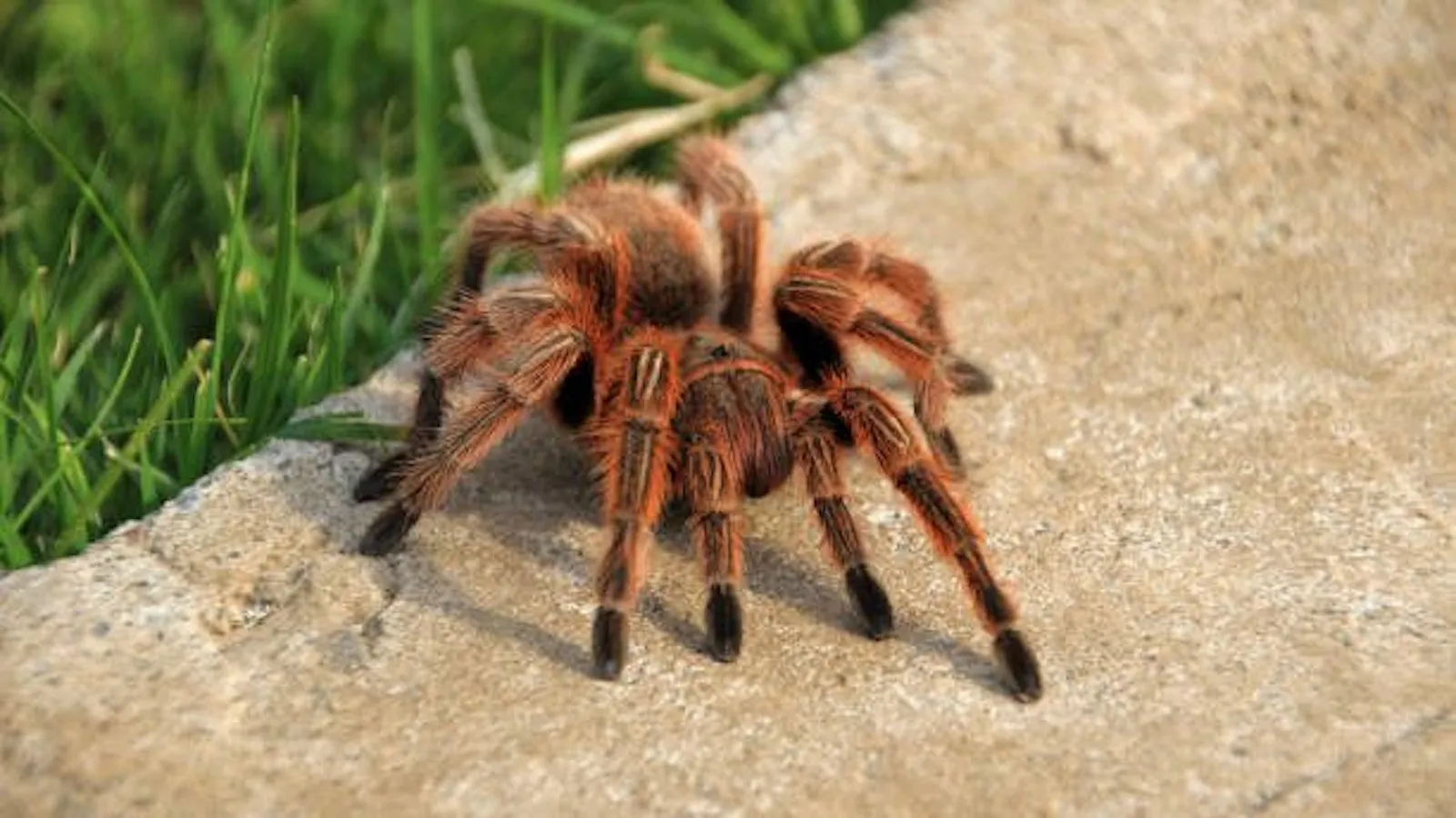 17810 tarantula handling