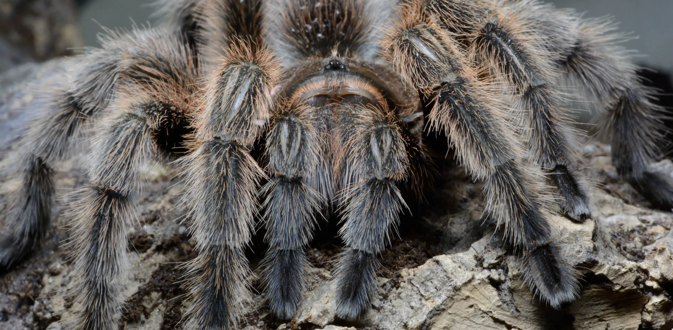 /img/17810-tarantula-health-check.webp