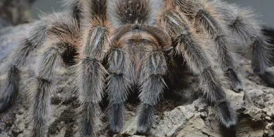 /img/17810-tarantula-health-check.webp