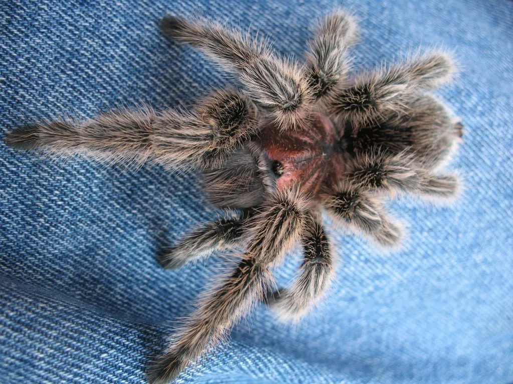 17810 tarantula hydration