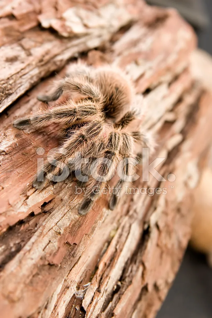 17810 tarantula molting