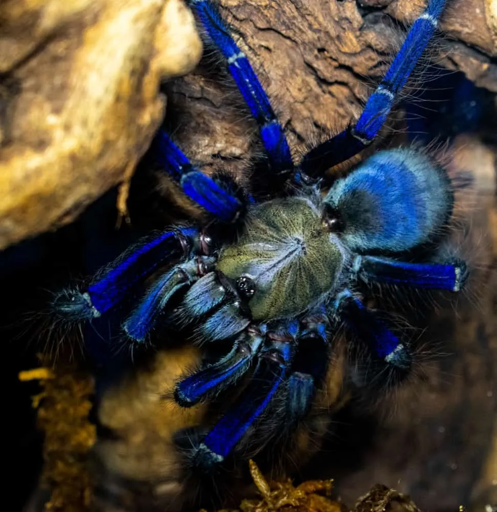 17811 australian blue tarantula close up