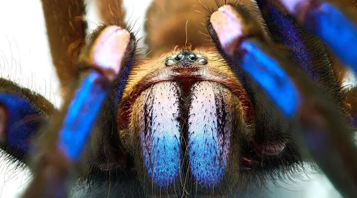17811 blue tarantula conservation