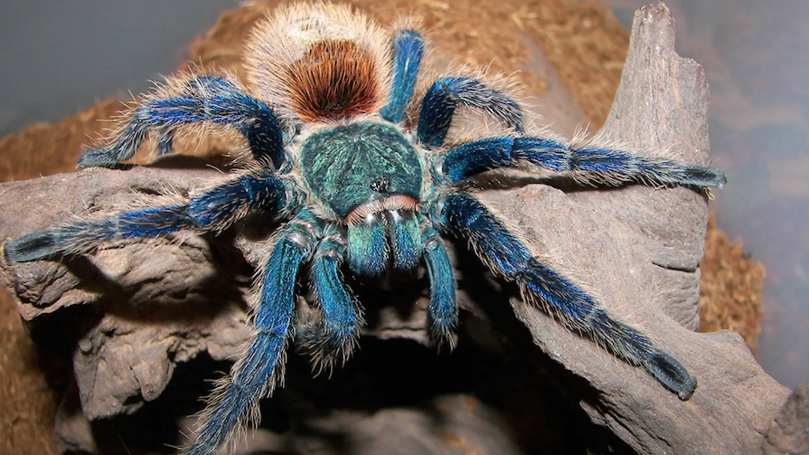 17811 blue tarantula eating