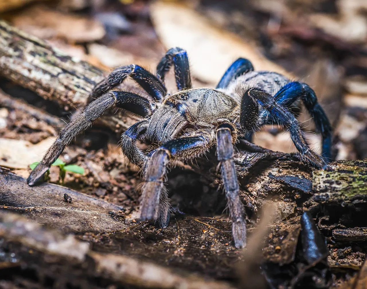 17811 blue tarantula habitat