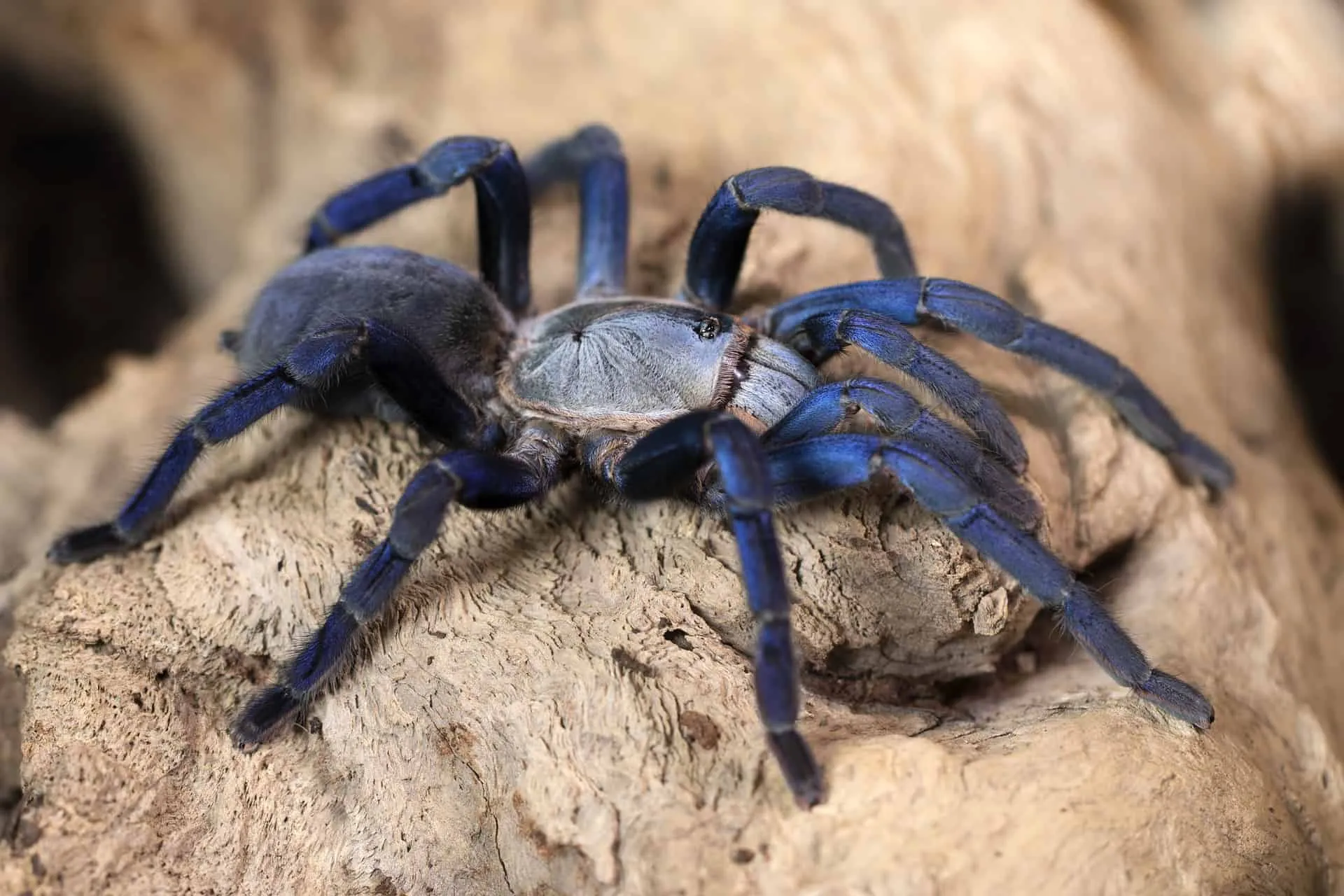 /img/17811-blue-tarantula-pet.webp