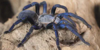 /img/17811-blue-tarantula-pet.webp