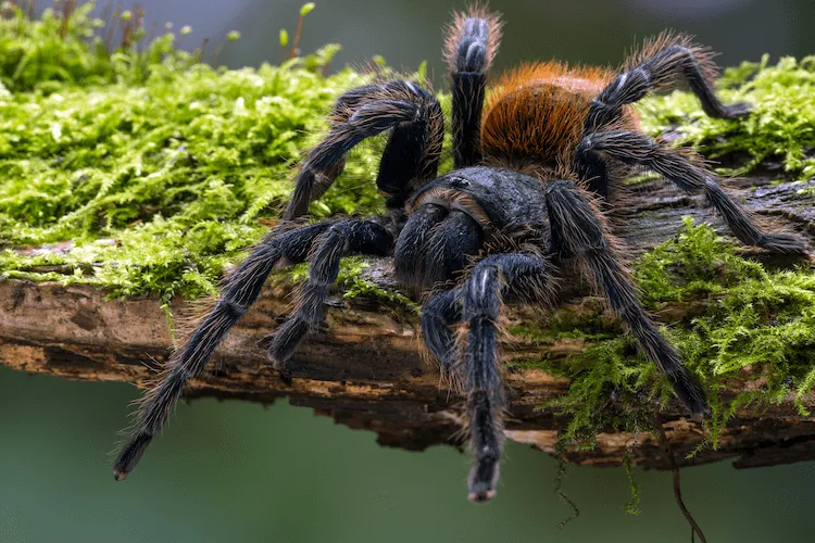 17811 blue tarantula threats