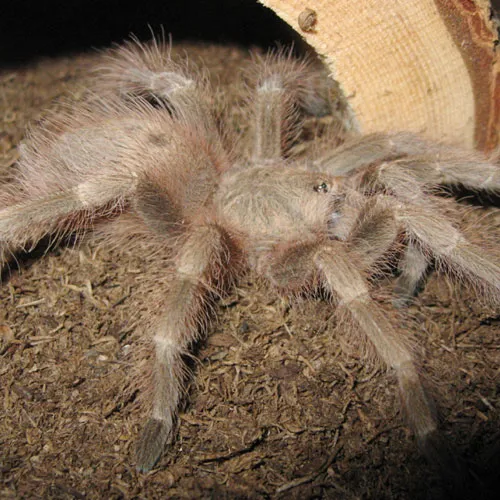 17813 brazilian blonde tarantula appearance