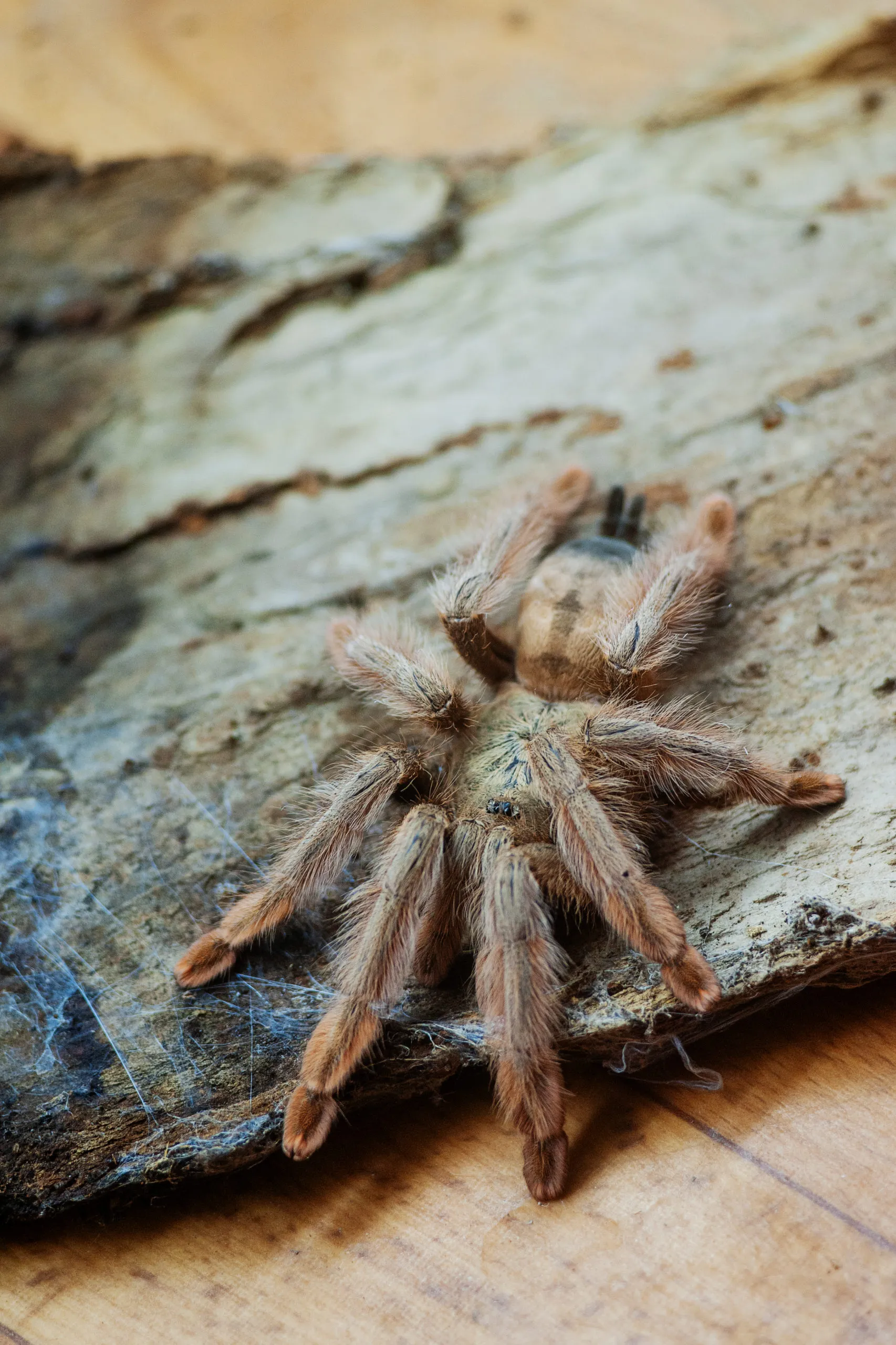 17813 brazilian blonde tarantula breeding