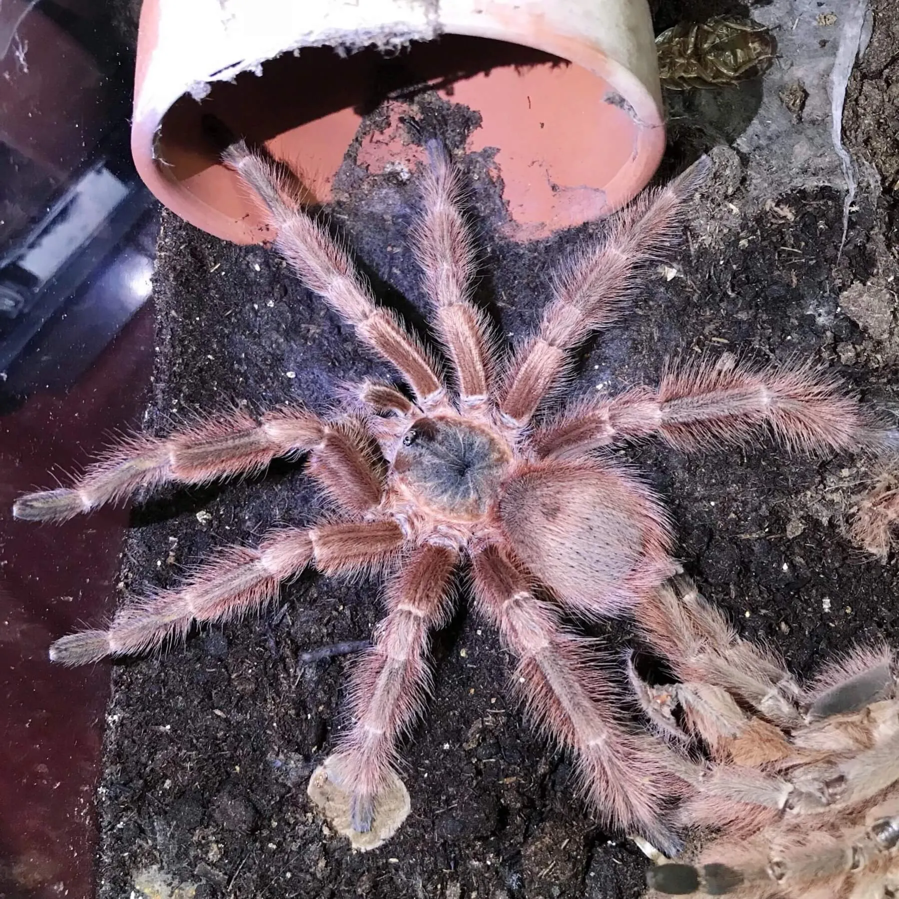 17813 brazilian blonde tarantula enclosure