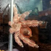 17813 brazilian blonde tarantula feeding