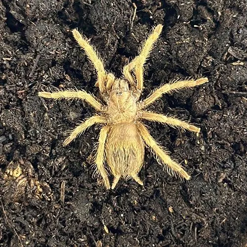 17813 brazilian blonde tarantula habitat