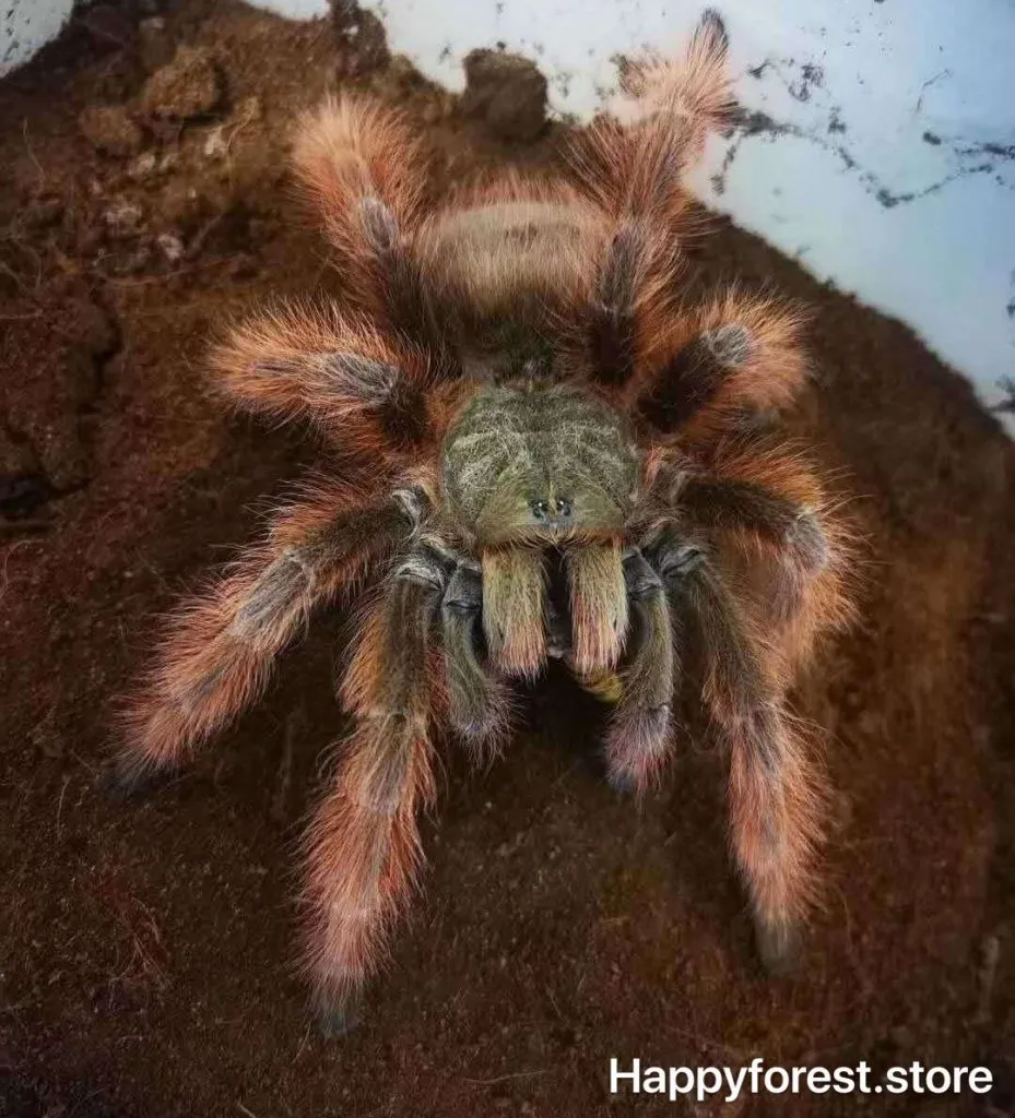 /img/17813-brazilian-blonde-tarantula-handling.webp