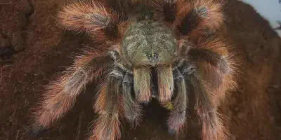 /img/17813-brazilian-blonde-tarantula-handling.webp