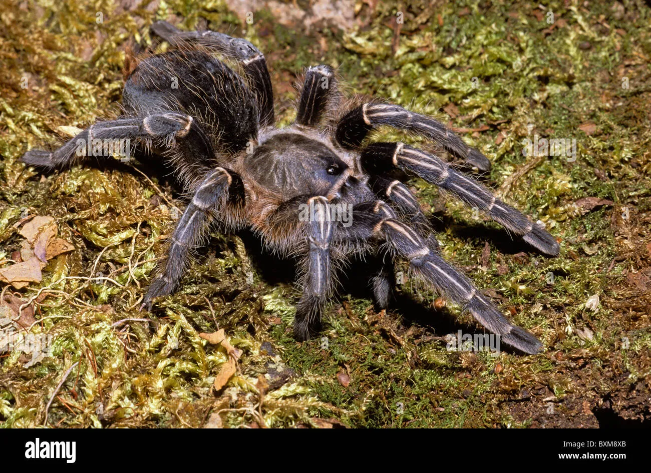 17815 zebra tarantula eating