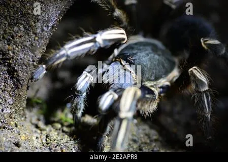 17815 zebra tarantula habitat