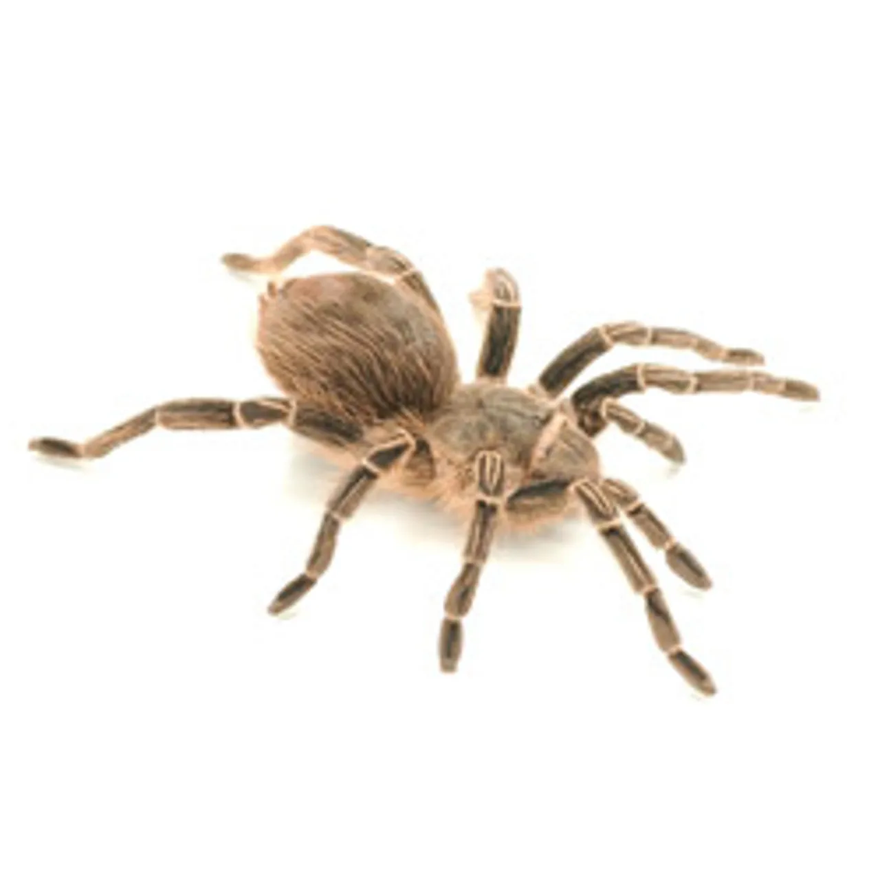 /img/17815-zebra-tarantula-size.webp
