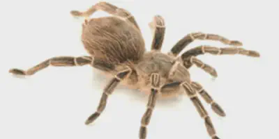 /img/17815-zebra-tarantula-size.webp