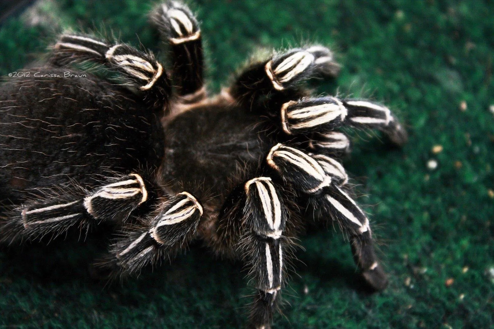 17815 zebra tarantula stripes