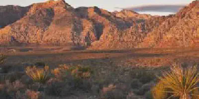 /img/17819-tarantula-migration-ecosystem.webp