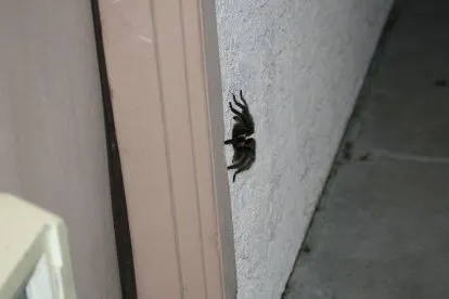 17819 tarantula migration location