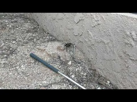 17819 tarantula migration photographer