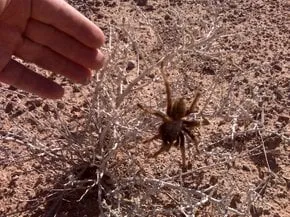 17819 tarantula migration timing