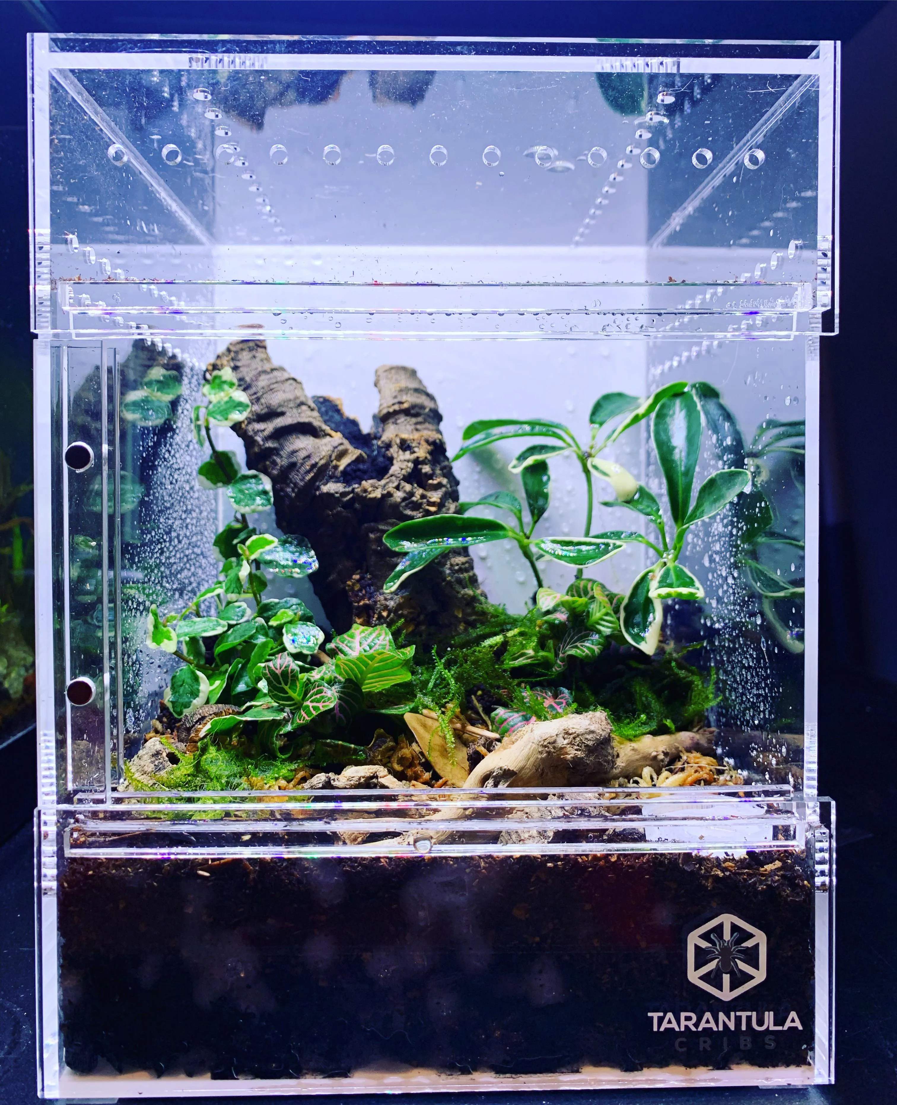 /img/17820-bioactive-tarantula-troubleshooting.webp