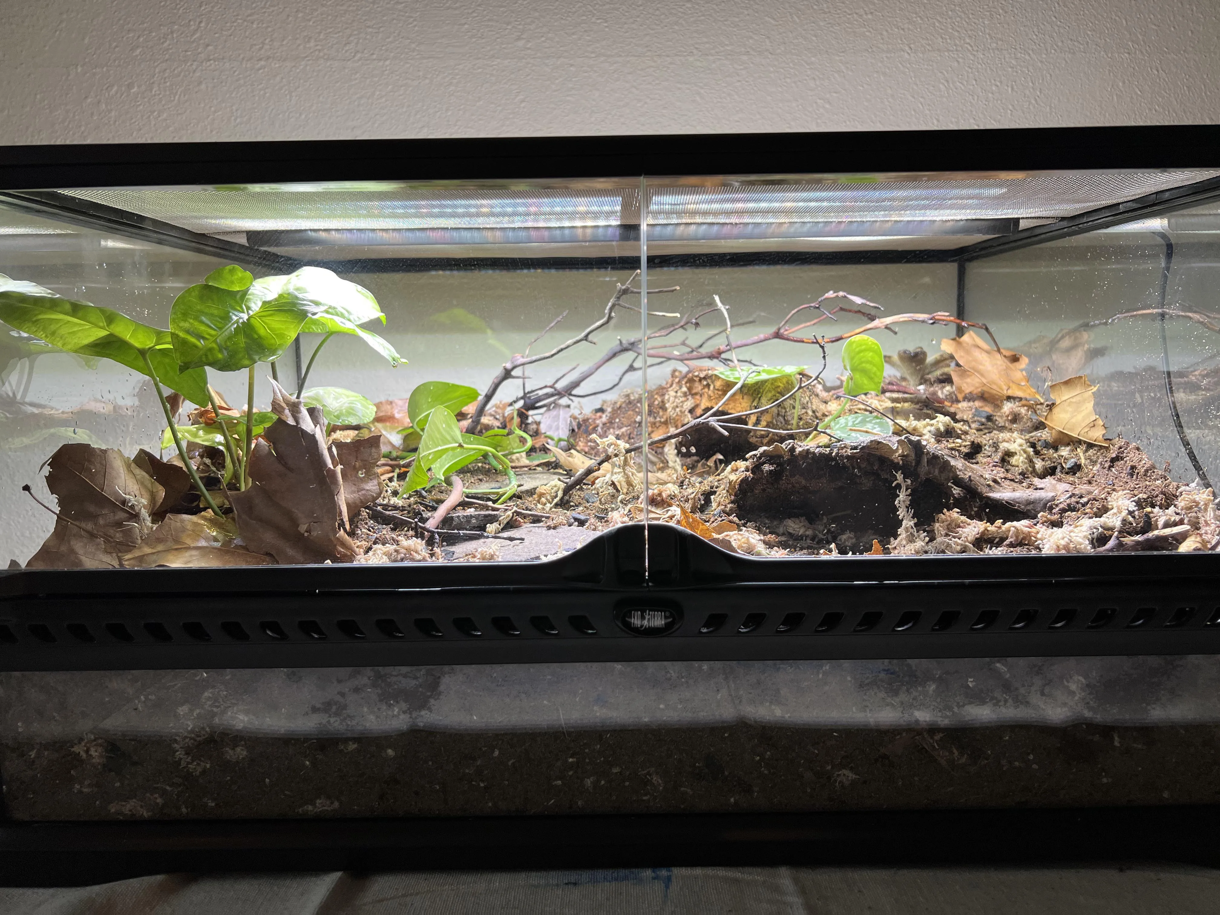 17820 tarantula in bioactive setup