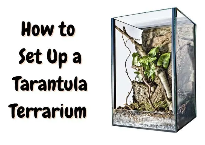 17820 watering bioactive tarantula
