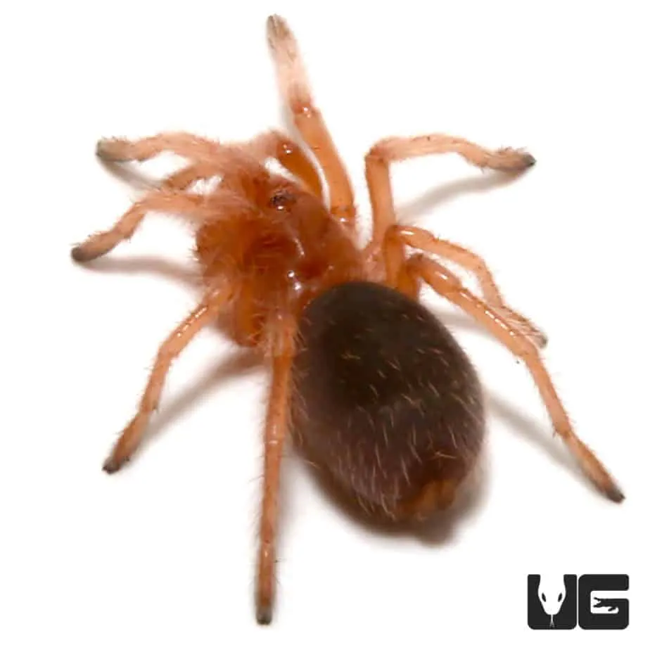 /img/17821-rose-hair-tarantula-substrate.webp