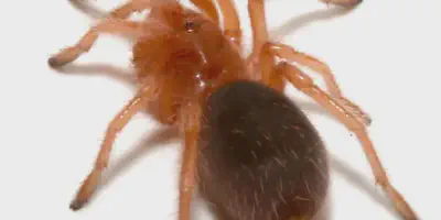 /img/17821-rose-hair-tarantula-substrate.webp