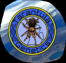 17825 tarantula size growth