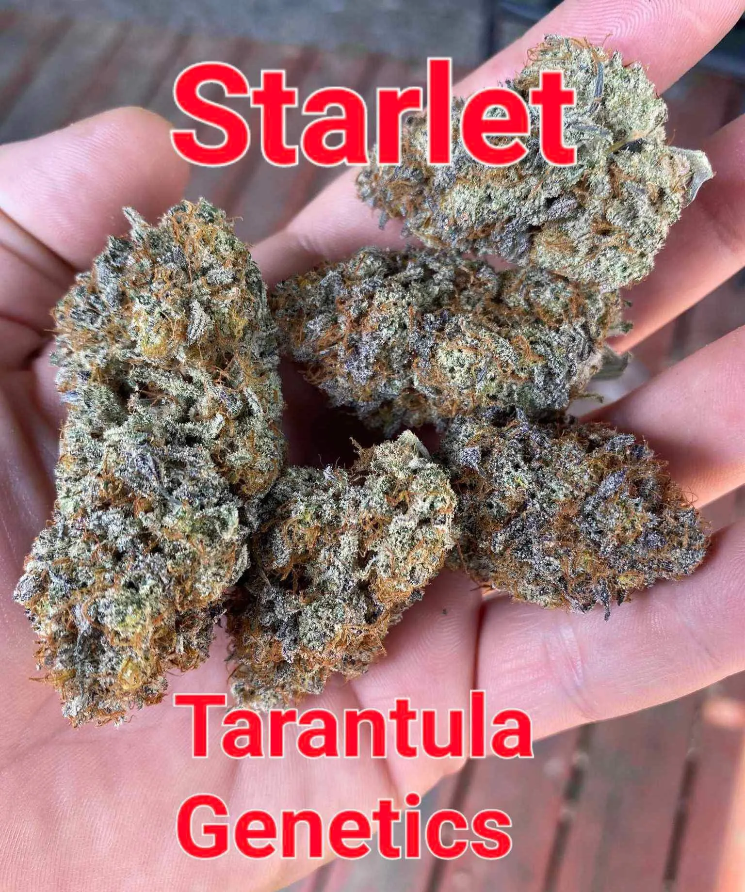 17825 tarantula temperament