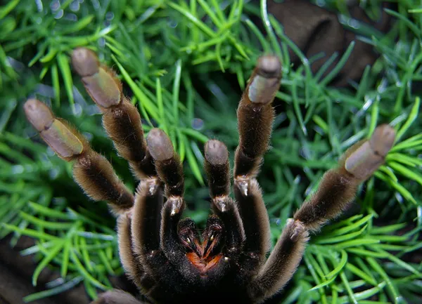 17826 cleaning tarantula bite