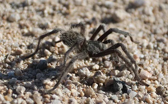 /img/17826-tarantula-handling.webp