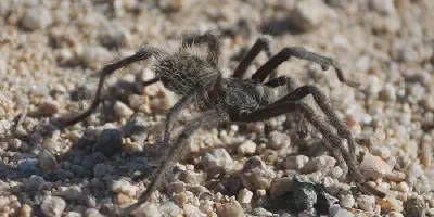 /img/17826-tarantula-handling.webp