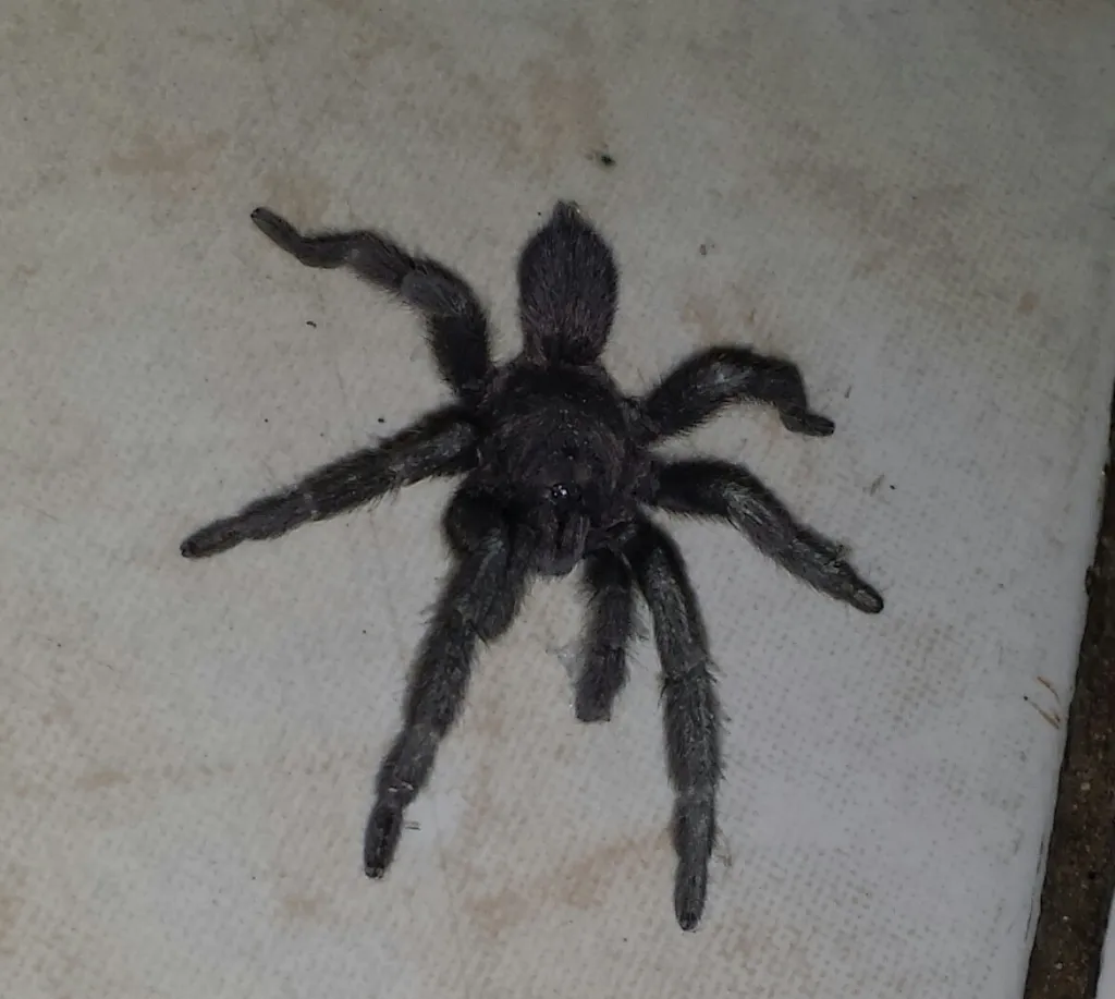 17829 philippine black tarantula close up