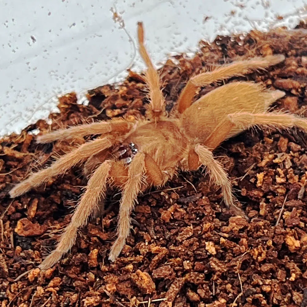 17829 philippine black tarantula enclosure