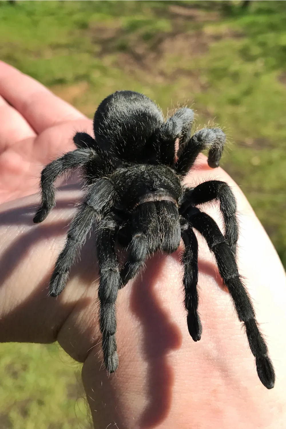 /img/17829-philippine-black-tarantula-handling.webp