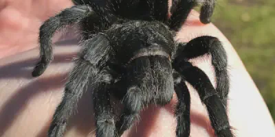/img/17829-philippine-black-tarantula-handling.webp