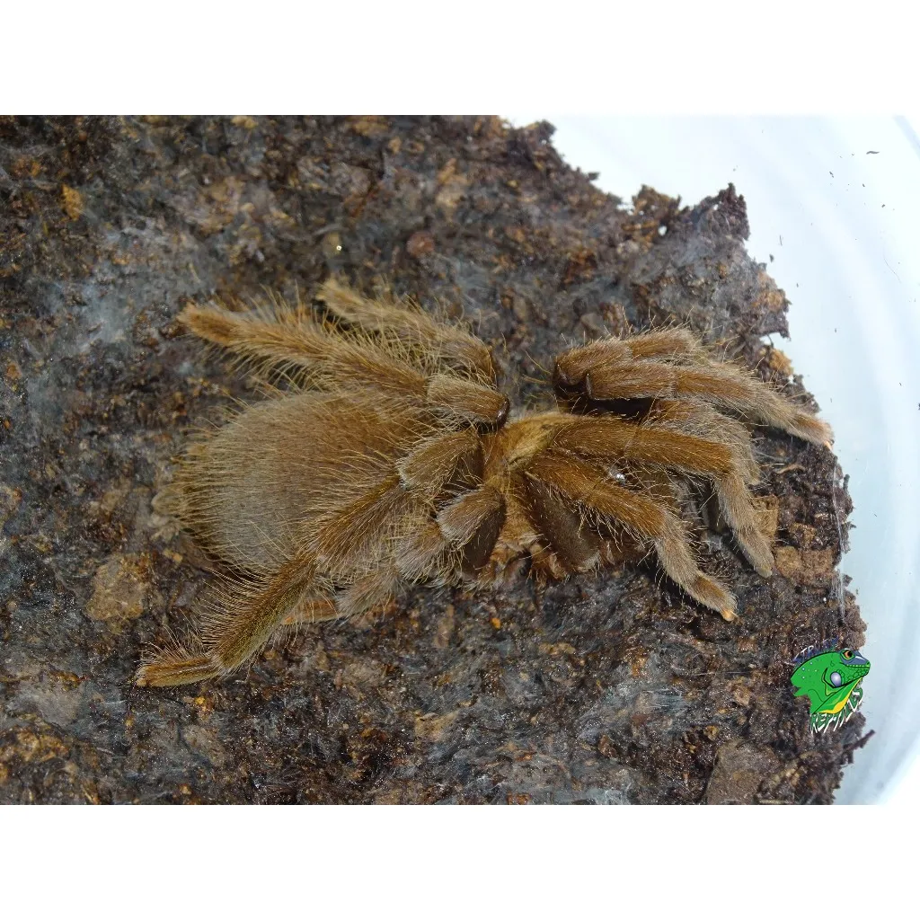 17829 philippine black tarantula overview