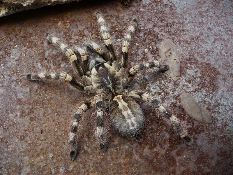 17832 female formosa tarantula