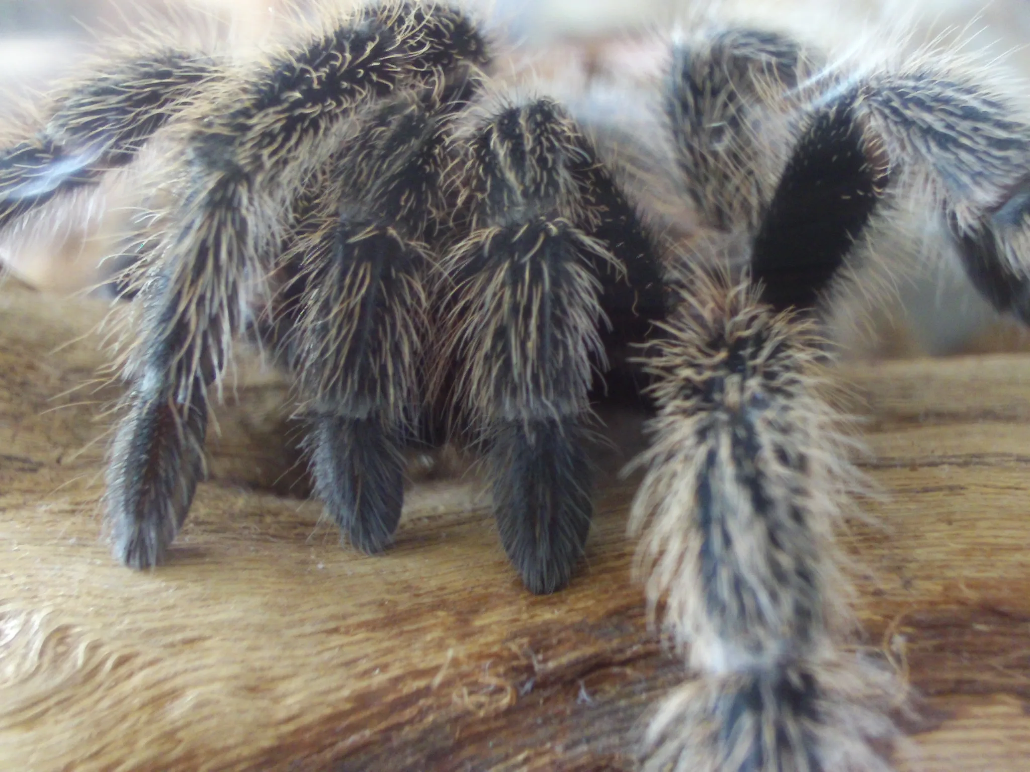 17832 formosa tarantula feeding